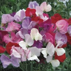 Taylor's Bulbs You're Blooming Lovely Terracotta Plant Pot -Gardens and Outdoors 30866043 alt04