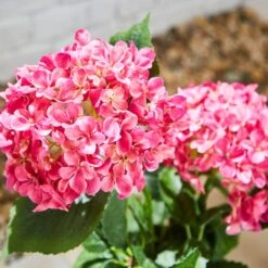 Artificial Hydrangea In Plant Pot -Gardens and Outdoors 30925749 alt01