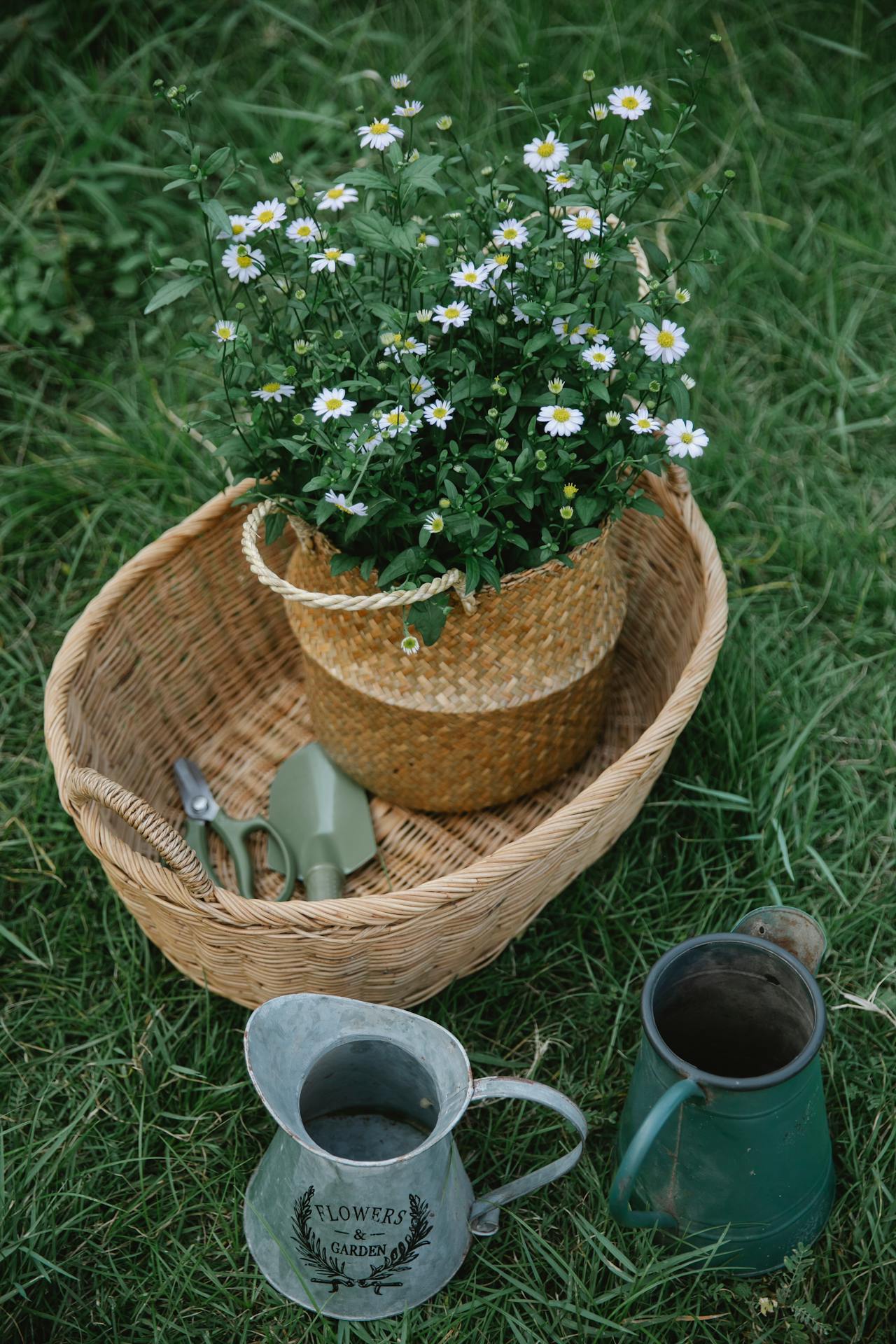 Gardens and Outdoors -Gardens and Outdoors pexels gary barnes 6231825